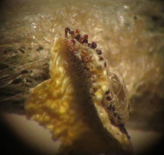 Inside of empty pupa at attachment point