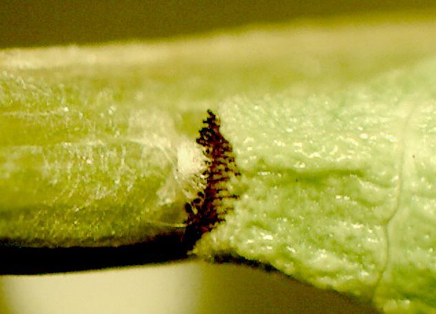 rear attachment